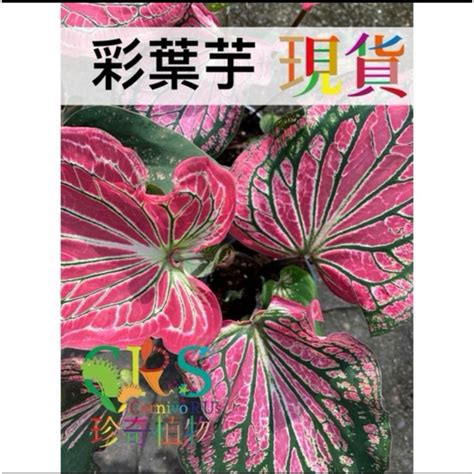 彩葉芋風水|15大彩葉芋品種介绍：草莓之星/月光/白皇后，夢幻配色等你入手